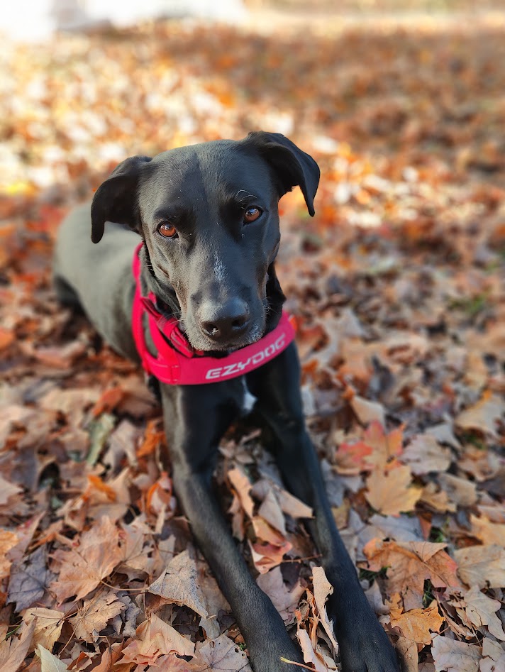 What dogs teach us about&nbsp;virtue